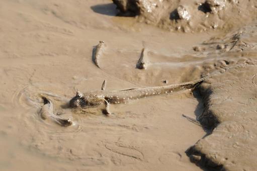 佐賀 干潟よか公園 ムツゴロウ6 ムツゴロウ,トビハゼ,ハゼの写真素材