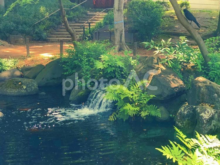 芝公園の和風な池 芝公園,池,和風の写真素材