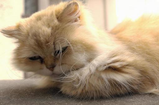 物思いにふける年老いた猫の写真