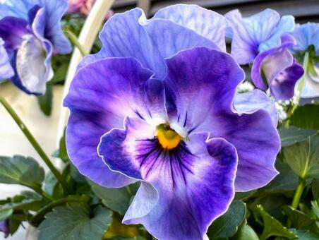 おしゃれパンジー パンジー,花,植物の写真素材