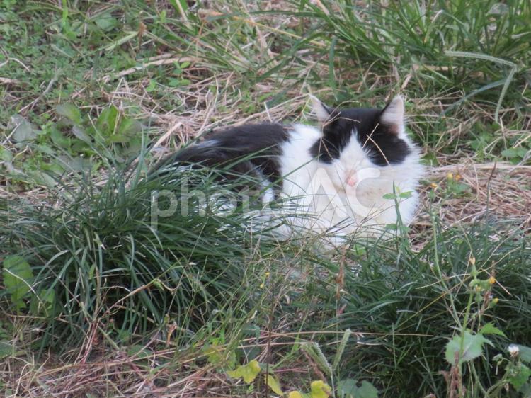 草むらでぐっすり寝ている猫 猫,野良,白黒の写真素材