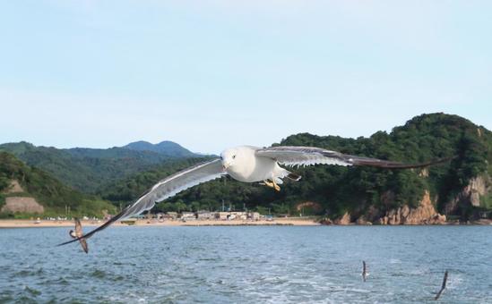 ウミネコ 笹川流れに舞う ウミネコ 笹川流れに舞うの写真