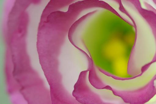 薔薇 バラ ピンクのバラ 覆輪の薔薇 薔薇 バラ ピンクのバラ 覆輪の薔薇の写真