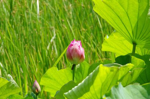 ハスの花 ハスの花の写真