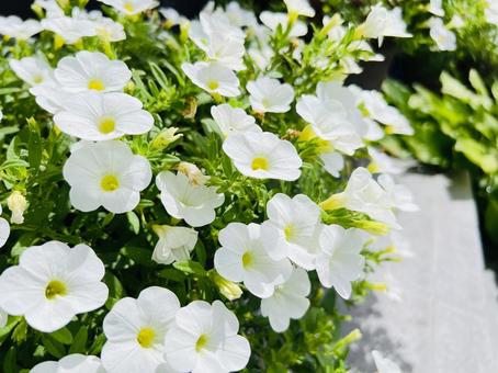 白い小花が咲き誇る花壇の風景 白い小花が咲き誇る花壇の風景 白い花,小花,花の写真素材