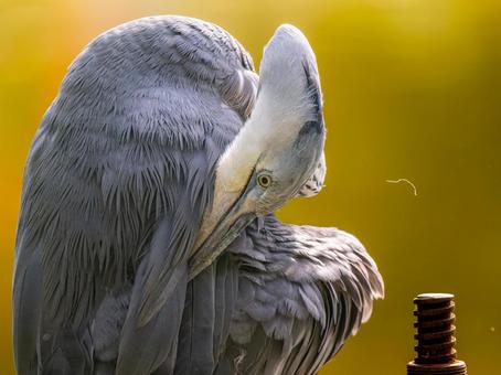 アオサギのアップ サギ,アオサギ,野鳥の写真素材