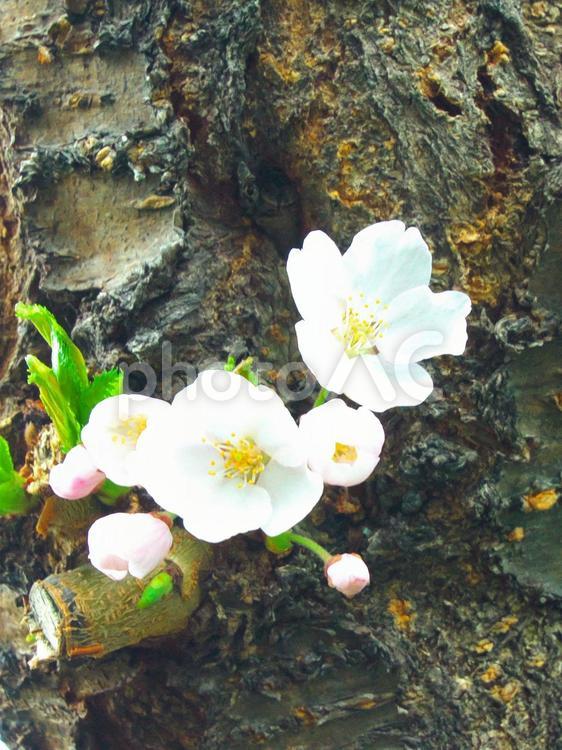 満開に咲き誇る桜並木 桜,フラワー,春のイメージの写真素材