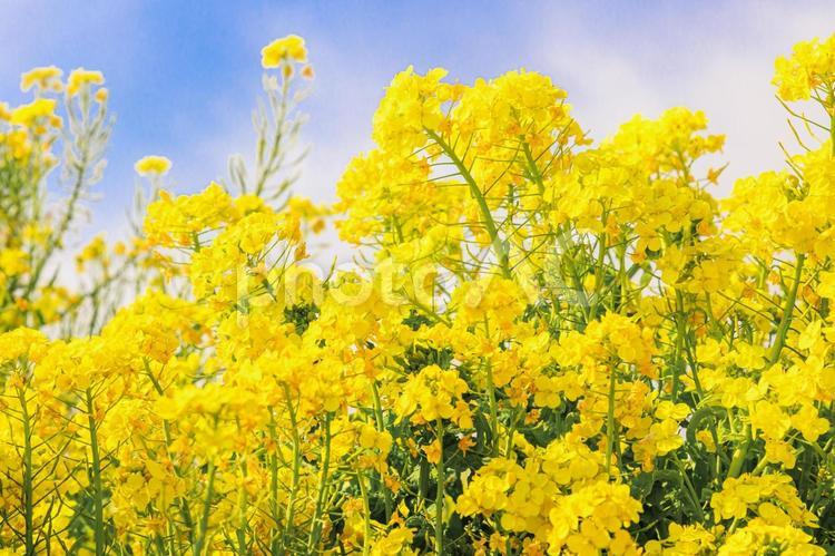 元気に咲き誇る菜の花のアップ 青空,春,菜の花の写真素材