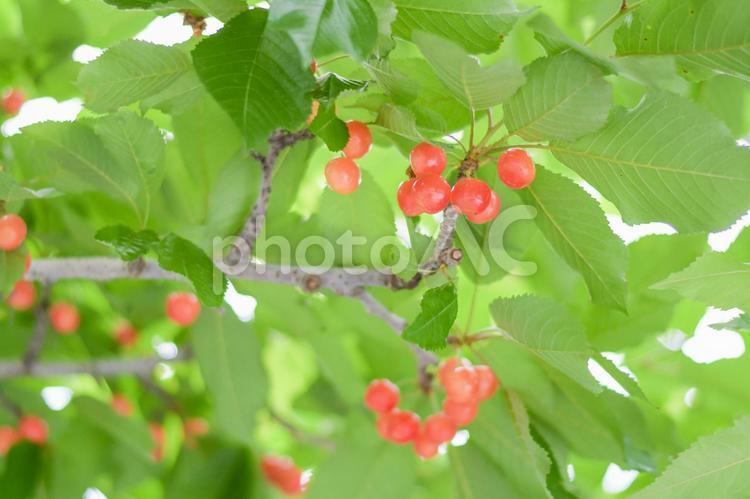 木に実るさくらんぼ さくらんぼ,実,木の写真素材