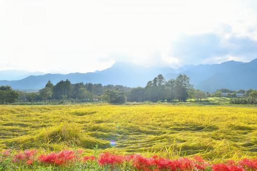 田んぼ 田んぼの写真