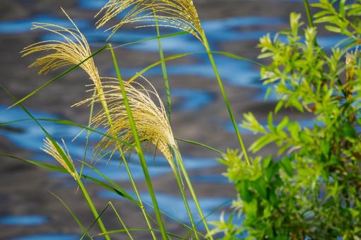 ススキ⒆ ススキ⒆ 植物,ススキ,秋の写真素材