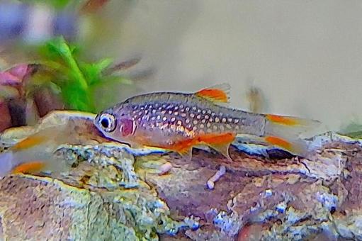 ミクロラスボラハナビ 熱帯魚 ミクロラスボラハナビ 熱帯魚の写真