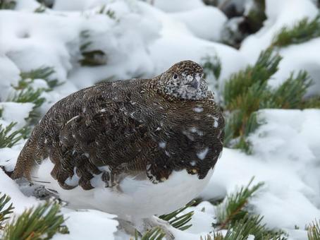 御嶽山初冠雪での雌のライチョウ ライチョウ,雷鳥,雌の写真素材
