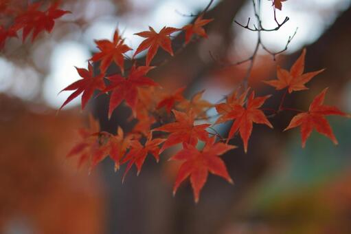 宇治川の紅葉 紅葉,宇治川,宇治の写真素材