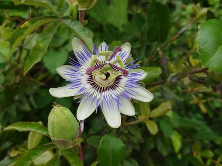 トケイソウ トケイソウ,花,植物の写真素材