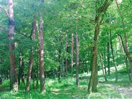 森の中で 森の中で 森,木,自然の写真素材