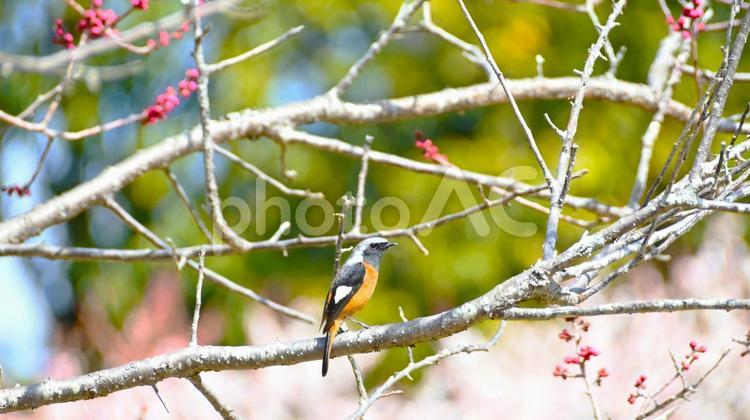 梅林公園の梅の木とジョウビタキ 梅,花,梅林の写真素材