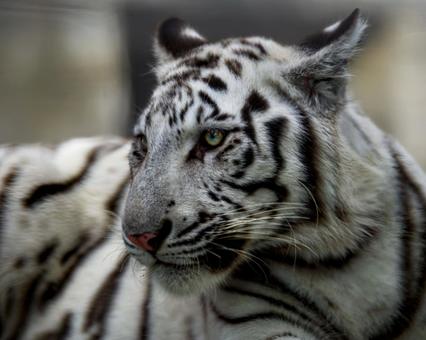 ホワイトタイガーの写真