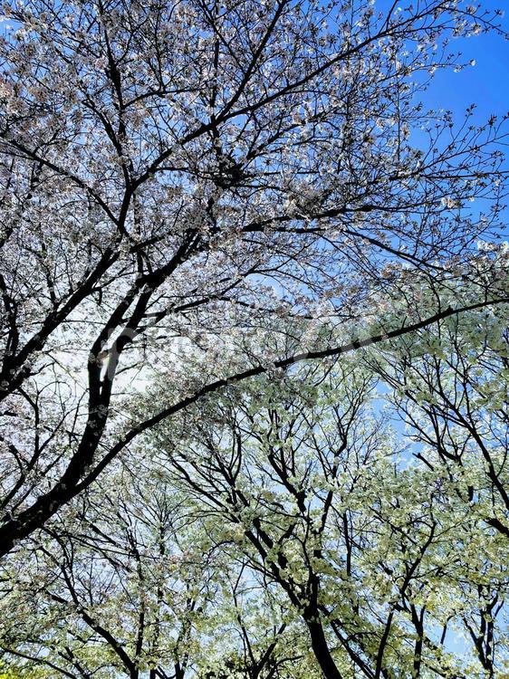 桜　たて サクラ,桜,春の写真素材