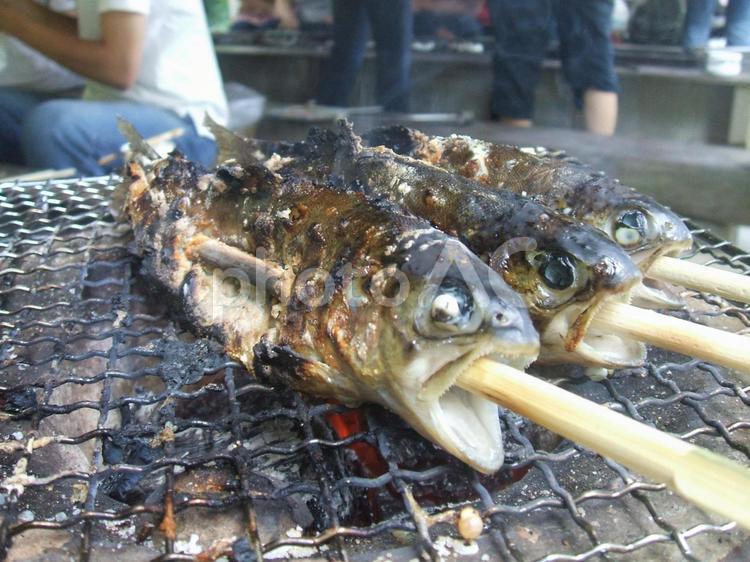 ニジマスの串焼きアップ ニジマス,レインボートラウト,魚の写真素材