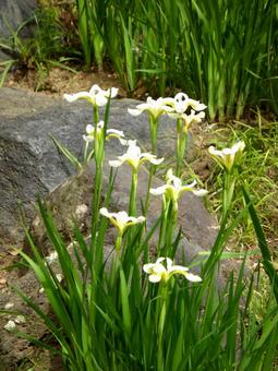 5月、お寺の庭園に咲き始めた白いアヤメ 5月、お寺の庭園に咲き始めた白いアヤメ アヤメ,花,植物の写真素材