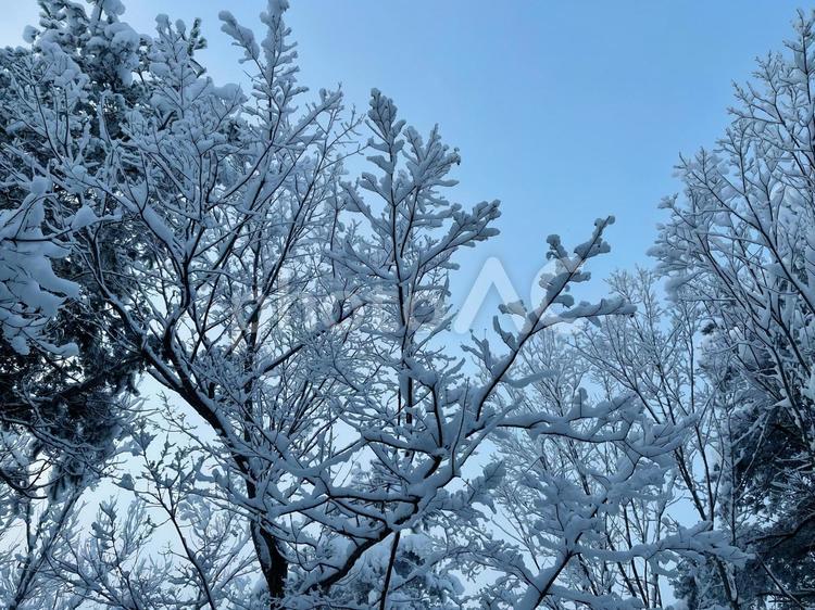 木々に雪が積もる・東北 雪,冬,降雪の写真素材