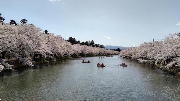弘前公園の桜 弘前公園,弘前城西堀,さくらの写真素材