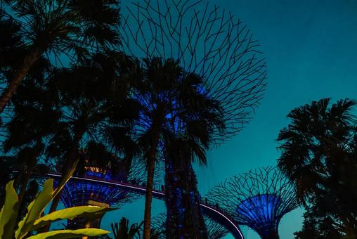 【シンガポール】スーパーツリー ガーデンズバイザベイ,スーパーツリー,植物園の写真素材