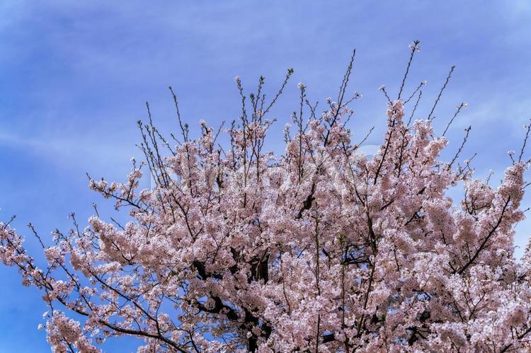満開の桜と青空2 桜,cherry,blossomの写真素材