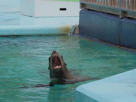 アシカ あくび 水族館 アシカ あくび 水族館 アシカショー,生物,海の写真素材