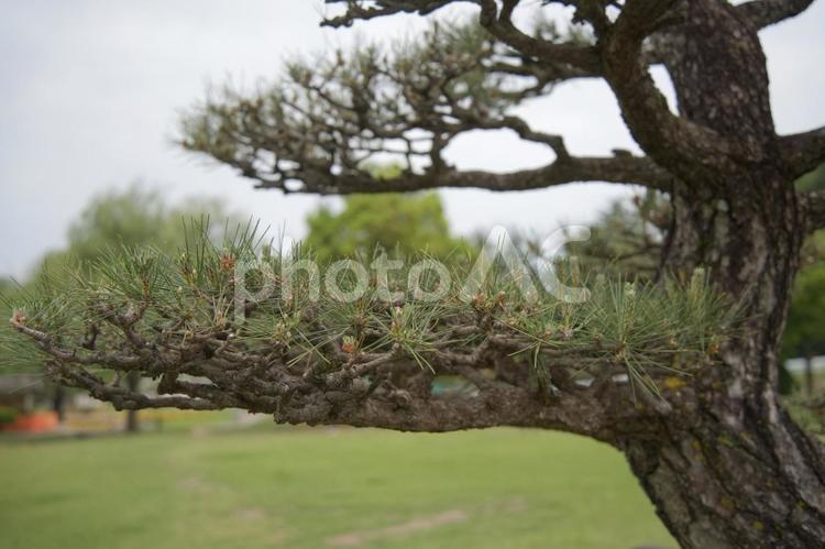 公園の松の木 庭,庭園,観光の写真素材