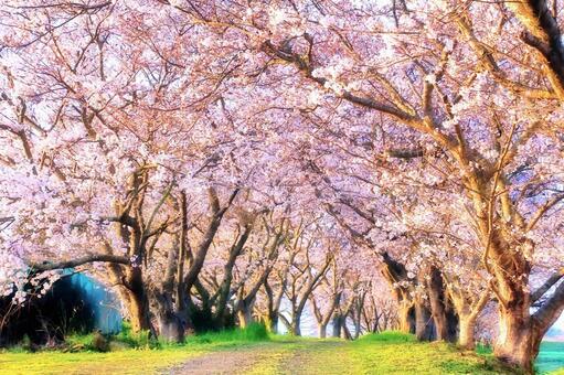 朝の陽光に映える桜並木 桜,桜並木,春の写真素材