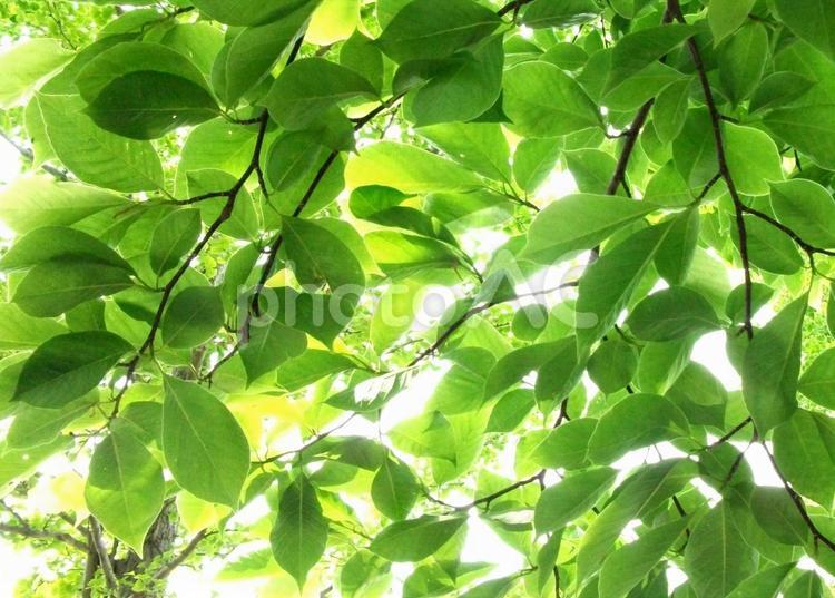 新緑　木漏れ日 新緑,緑,みどりの写真素材