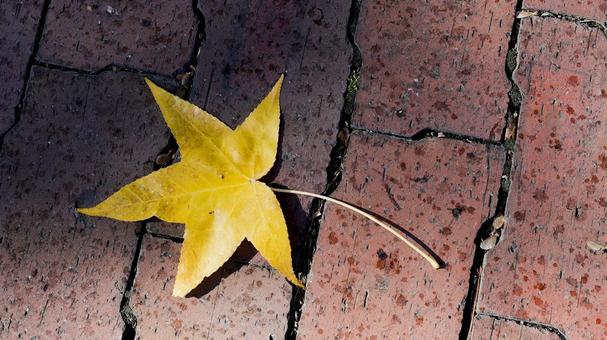 【植物の写真】モミジバフウ モミジバフウ,紅葉,紅葉葉楓の写真素材