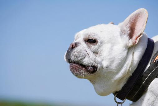 フレンチブルドッグのポートレート 犬,フレンチブルドッグ,小型犬の写真素材