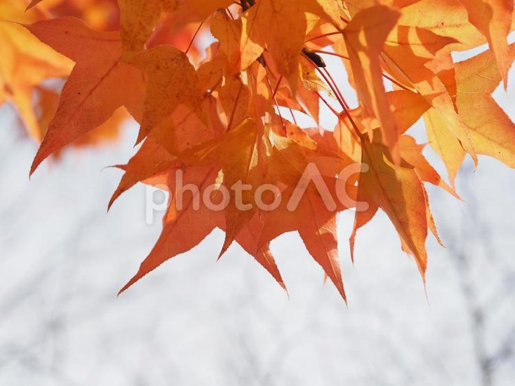 紅葉したカエデの葉っぱと空の風景 青空,枝,木の枝の写真素材