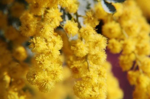 ミモザ・銀葉アカシアのクローズアップの写真