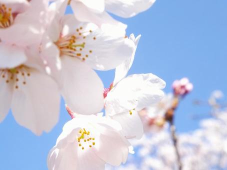 桜 桜の写真