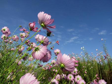 コスモス コスモス,空,秋空の写真素材