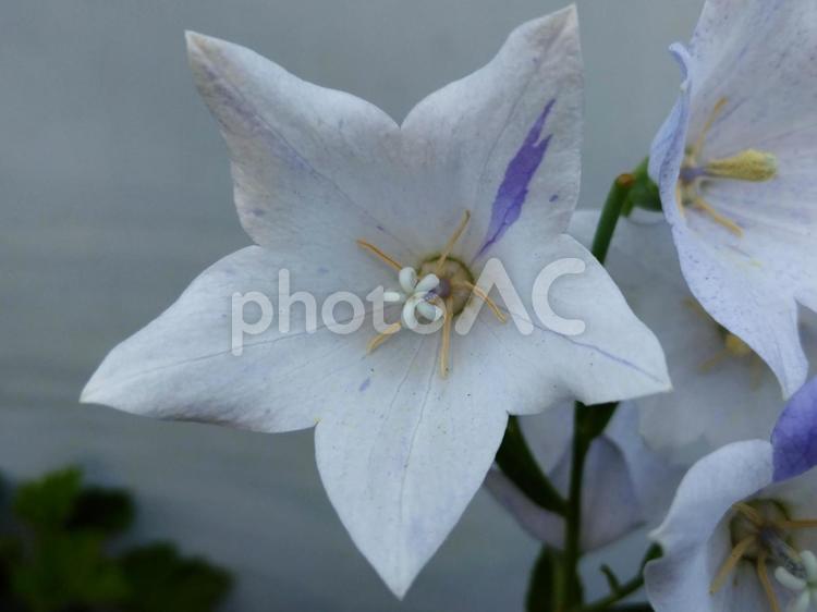 星形に開く特徴的な花姿キキョウ 花,キキョウ,桔梗の写真素材