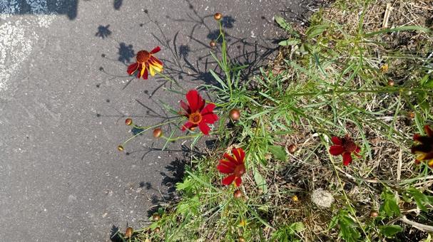 紅いハルシャギク 紅いハルシャギクの写真