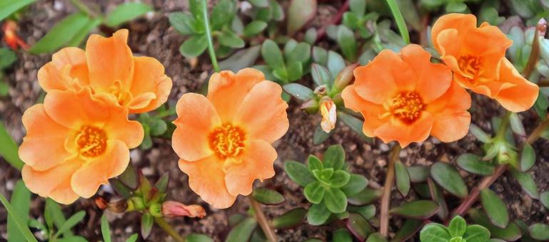 花滑りひゆ 花滑りひゆの写真