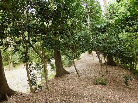 羽黒城の土塁 羽黒城,犬山市,城跡の写真素材