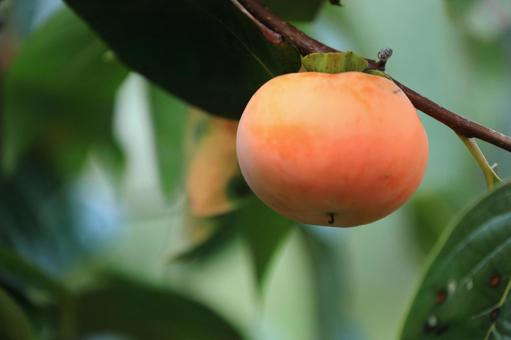柿 果実,実,植物の写真素材