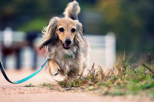 カニンヘンダックスフンドのポートレート 犬,カニンヘンダックスフンド,小型犬の写真素材