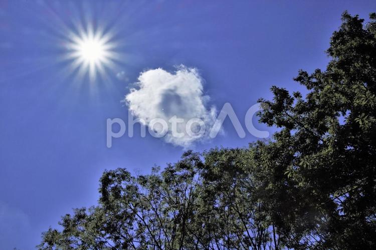 太陽と雲と木々 青,日差し,紫外線の写真素材