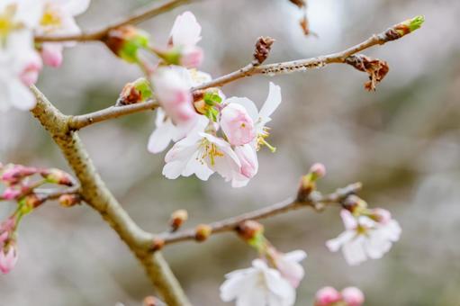 可憐に咲く淡いピンクの桜の花 桜,花,春の写真素材