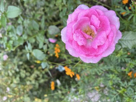 花 花の写真