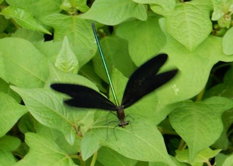 【昆虫写真】ハグロトンボ(羽黒蜻蛉) 【昆虫写真】ハグロトンボ(羽黒蜻蛉)の写真