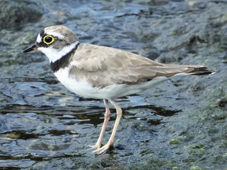 Photo, bird, wild bird, little ringed plover, 